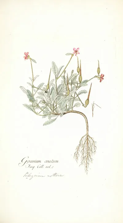 Geranium Ovatum