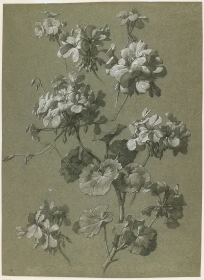 Geranium Pelargonium Sp