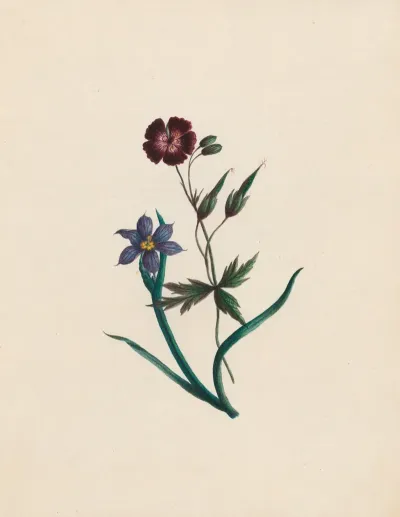 Geranium Phaeum England Africa