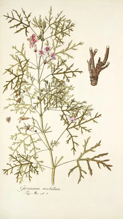 Geranium Revolutum