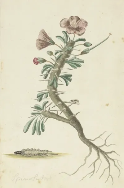 Geranium Spinosum