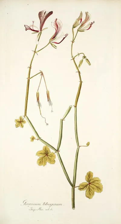 Geranium Tetragonum