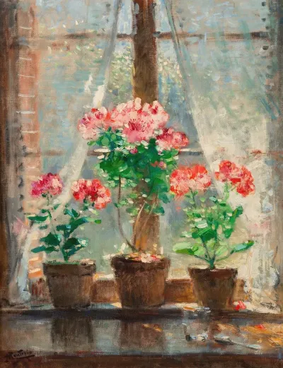 Geraniums 4