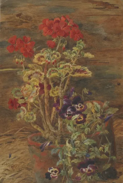 Geraniums And Pansies