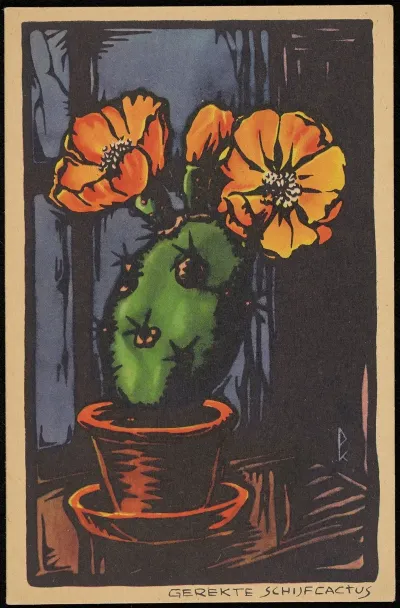 Gerekte Schijfcactus