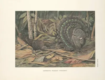 Germains Peacock Pheasant Polyplectron Bicalcaratum Germaini