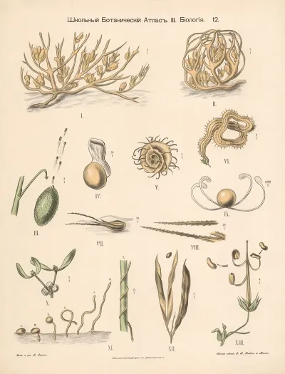 Germination