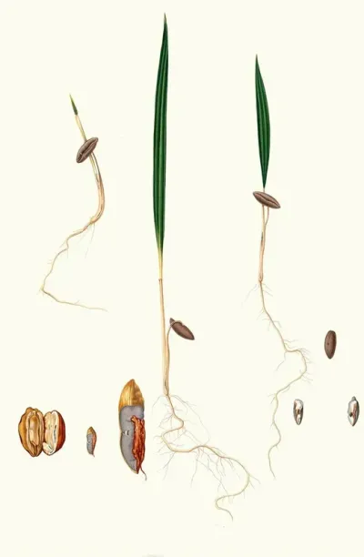 Germinazione Del Dattero Date Palm
