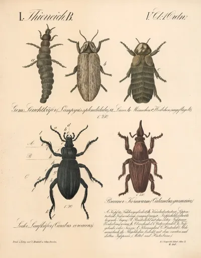 Gern Leuchtkafer Lampyris Splendi Dula Leder Laufkafer Carabus Coreaceus Brauner Kornwurm Calandra Granaria