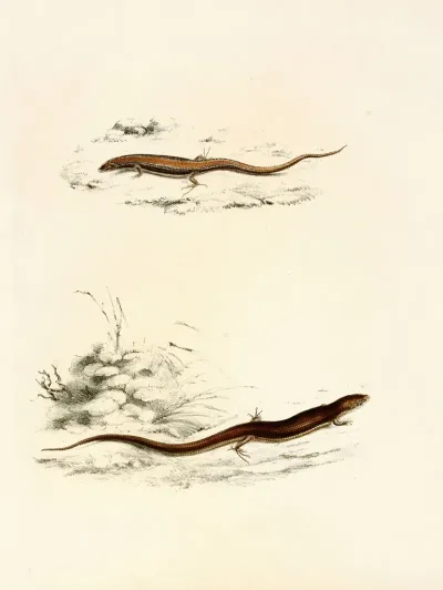 Gerrhosaurus Sepiformis Gerrhosaurus Subtessellatus