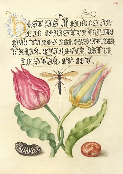 Gesnerstulip Ichneumon Fly Kidney Bean And Scarlet Runner Bean