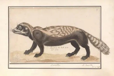 Gestreepte Bunzing Of Zorilla Ictonyx Striatus Zorilla Le Zorille