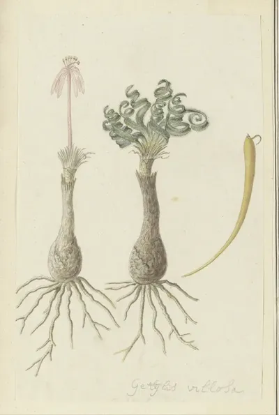 Gethyllis Lanuginose Marloth Gethyllis Villosa Kukumakranka