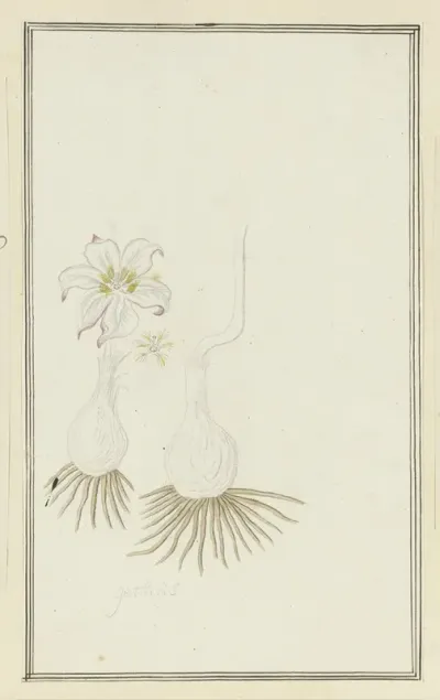 Gethyllis Sp Kukumakranka