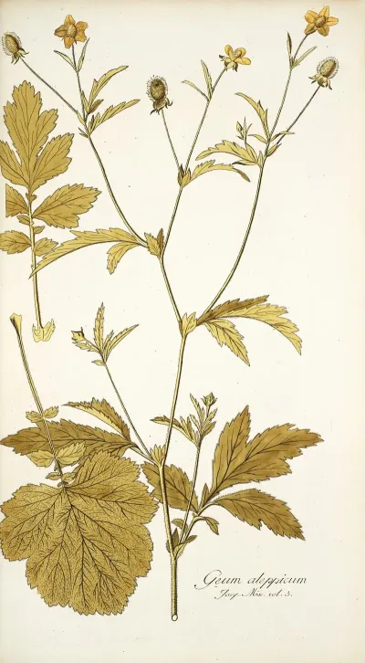 Geum Aleppicum