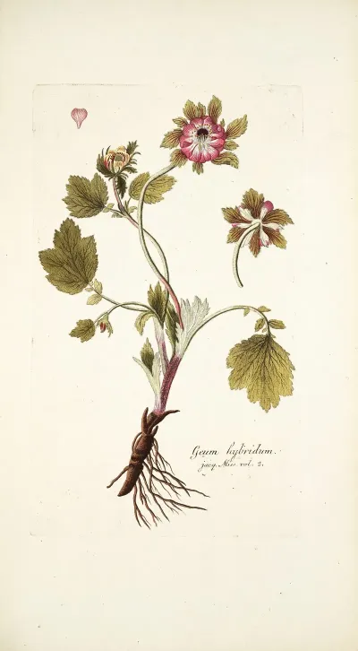 Geum Hybridum