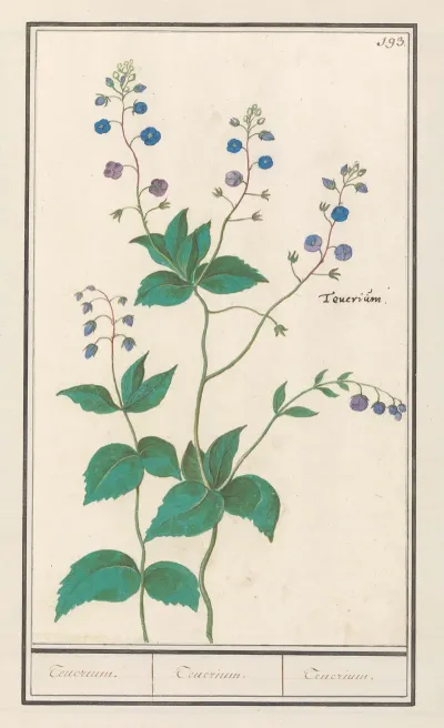 Gewone Ereprijs Of Gamander Ereprijs Veronica Chamaedrys Teuerium Teuerium Teucrium