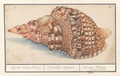 Gewone Tritonshoren Charonia Tritonis Groote Tritons Hoorn Strumbus Magnus Trompe Marine Conque De Triton