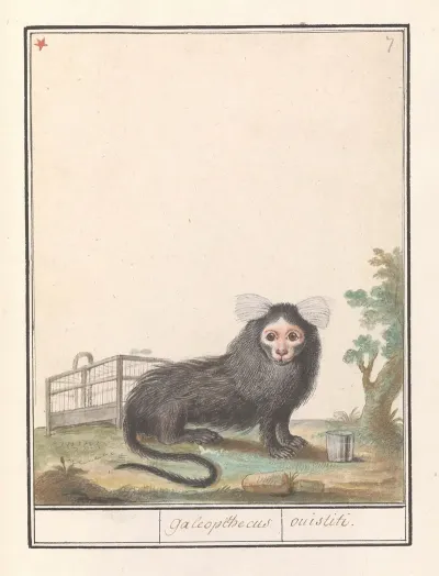 Gewoon Penseelaapje Of Witpluimoeistitie Callithrix Jacchus Galeopithecus Ouistiti