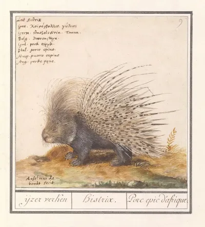 Gewoon Stekelvarken Hystrix Cristata Ijzer Verken Histrix Porc Epic Dafrique