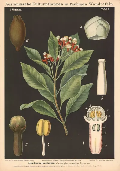 Gewurznelkenbaum Caryophyllus Aromaticus L