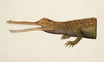 Gharial Gavialis Gangeticus