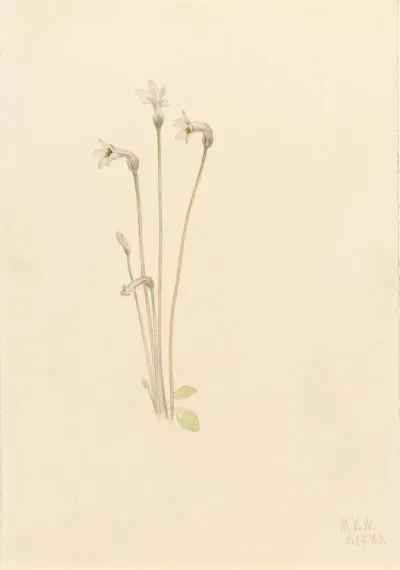 Ghostpipe Thalesia Uniflora 2