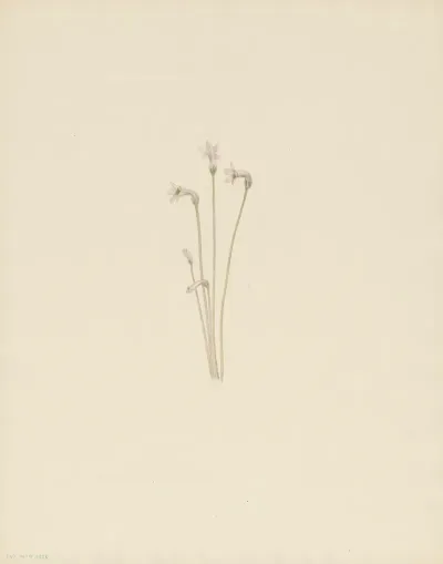 Ghostpipe Thalesia Uniflora 3