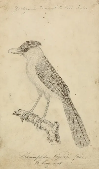 Giant Antshrike 2