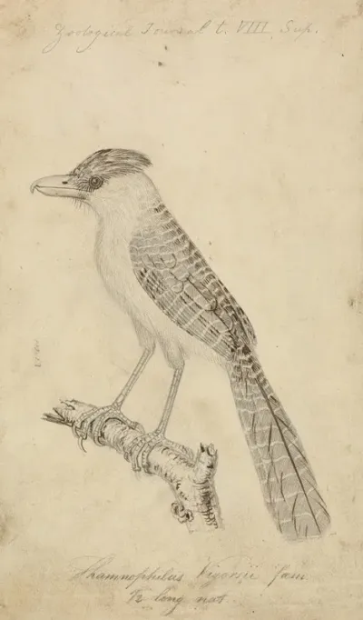 Giant Antshrike