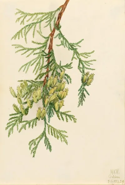 Giant Arborvitae Thuja Plicata 2