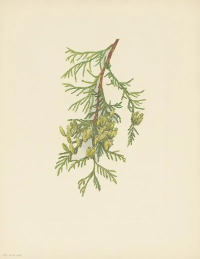 Giant Arborvitae Thuja Plicata 3