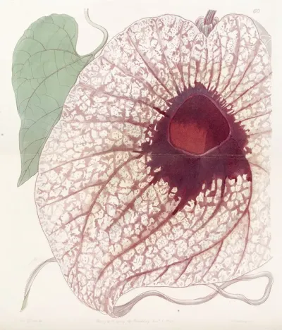 Giant Birthwort