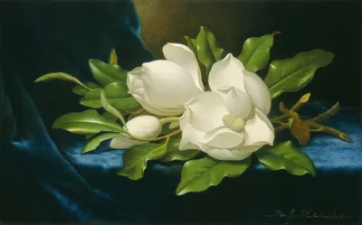 Giant Magnolias On A Blue Velvet Cloth