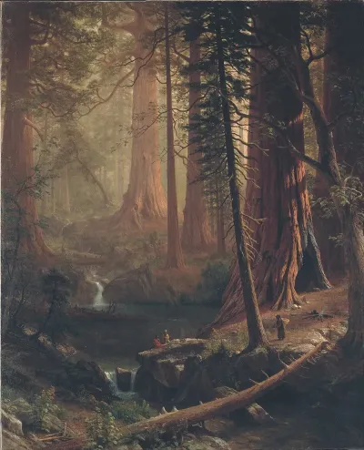 Giant Redwood Trees Of California