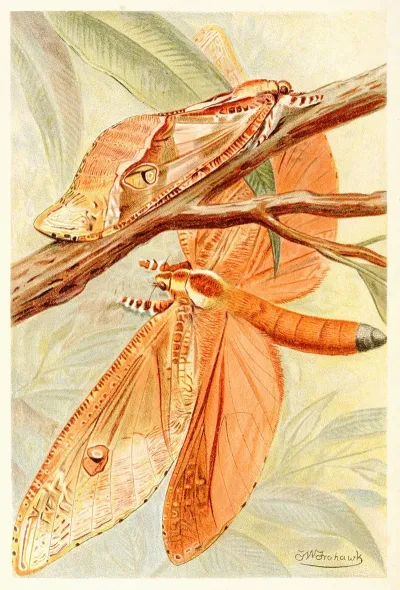 Giant Swift Moth
