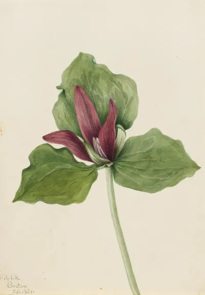 Giant Trillium Trillium Chloropetalum 2