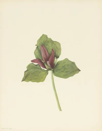 Giant Trillium Trillium Chloropetalum 3