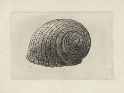 Giant Tun Tonna Galea