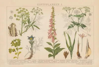 Giftpflanzen 2