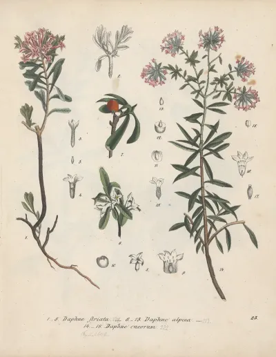Giftpflanzen Buch Pl 23