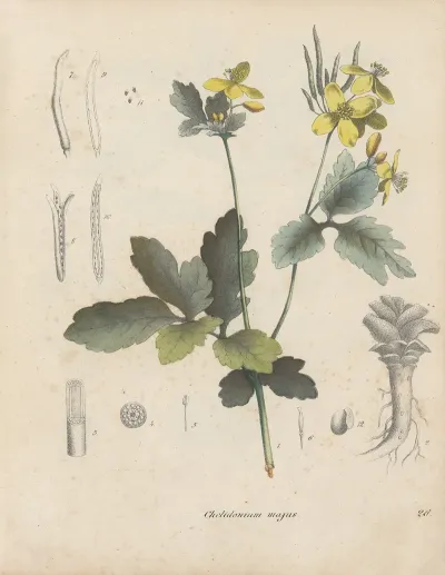 Giftpflanzen Buch Pl 26