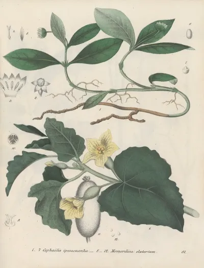 Giftpflanzen Buch Pl 61