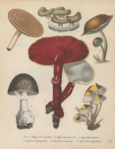 Giftpflanzen Buch Pl 69