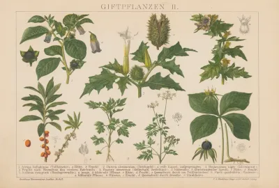 Giftpflanzen