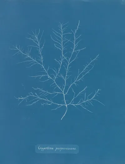 Gigartina Purpurascens