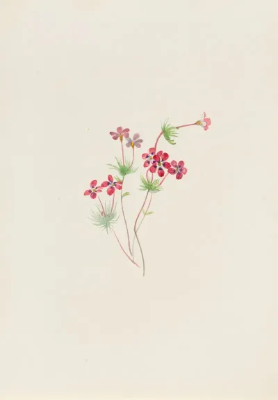 Gilia Linanthus Parviflorus
