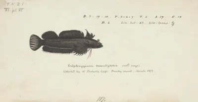 Gilloblennius Tripennis Spectacled Triplefin