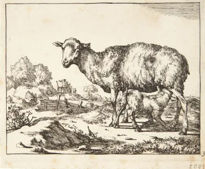 Gimmer Og Lam