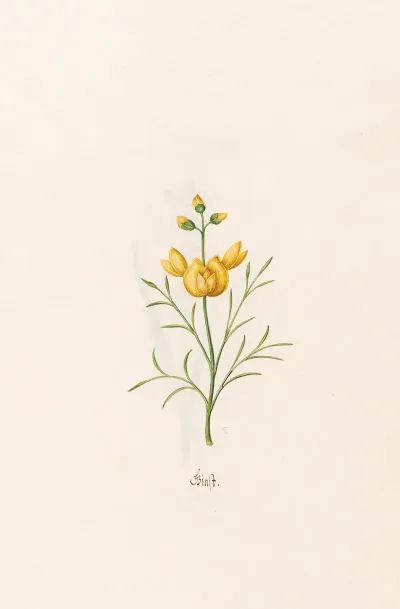 Ginst